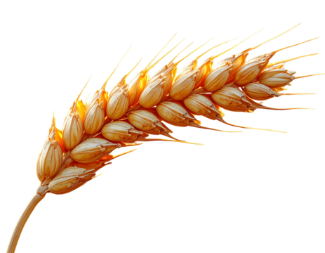 Single Ear of Golden Wheat, Front View, isolated on transparent background - Powered by Adobe