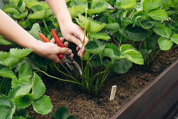 Hands pruning strawberry runners in a vegetable garden bed  