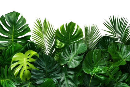 Lush tropical foliage against black isolated on a transparent background