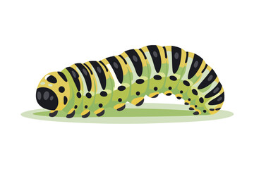 Green swallowtail caterpillar larva eating a leaf isolated on a white background, a close-up nature macro of the insect before it becomes a butterfly