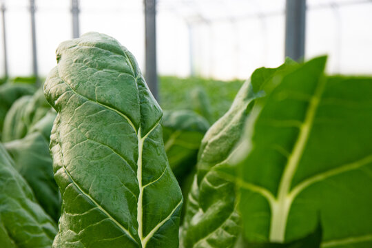 Focus sur des feuilles de blettes bio sous serre