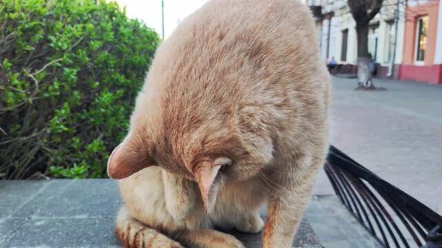 Ginger Stray Cat Grooms Itself On City Street. Homeless Feline Scratches Ear While Sitting Outdoors.