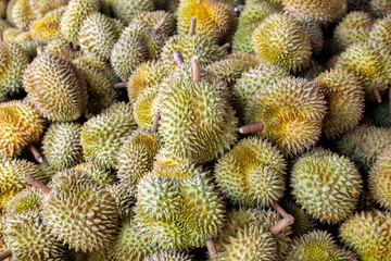 durian, a large pile of durian, fresh durians stacked together, durian tropical fruit market concept, seasonal produce, agriculture, and export product of asia