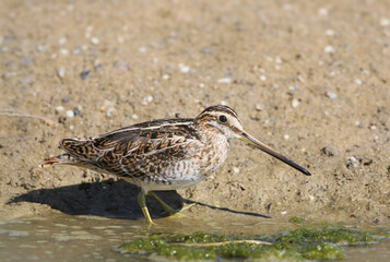 An adult common snipe (Gallinago gallinago) is photographed in close-up standing near the water on a sandy shore.