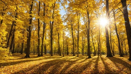 Colorful forest in sunlight. Autumn landscape with yellow trees and sun. Beautiful foliage in the park.