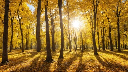 Colorful forest in sunlight. Autumn landscape with yellow trees and sun. Beautiful foliage in the park.