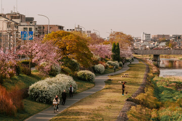 Obraz premium Kamo River in the morning light - Kyoto, Japan