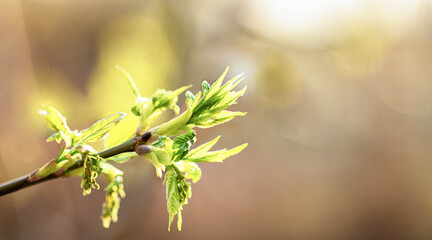 Fresh green leaves sprouting from a branch in soft sunlight, symbolizing new beginnings and growth