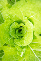 Jeunes feuilles de chou chinois bio vue de dessus