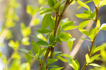 Close up fresh spring green leaves on branches illuminated by sunlight in natural outdoor setting