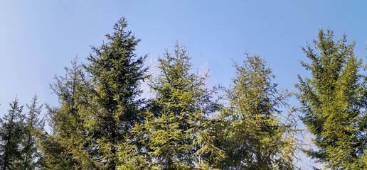 Lush green coniferous trees against a clear blue sky creating a serene natural landscape