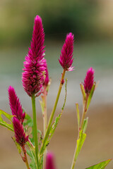 野原に咲くケイトウ