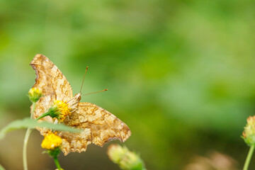 花の蜜を吸うタテハ蝶