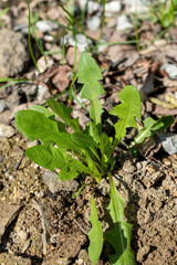 Green dandelion plant growing in soil with sunlight illuminating its vibrant foliage and texture