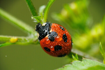 アブラムシを食べる雨に濡れたテントウムシ