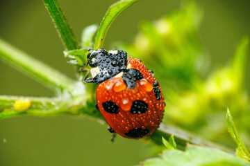 アブラムシを食べる雨に濡れたテントウムシ