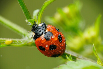 アブラムシを食べる雨に濡れたテントウムシ