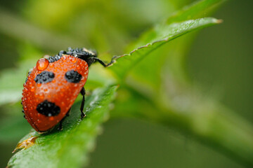 アブラムシを食べる雨に濡れたテントウムシ