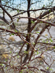 Close-Up of Thorny Desert Plant with Small Green Leaves and Soft Natural Background