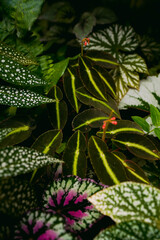 scenery of colorful Begonias leaves, shining under sunlight, tropical plants, indoor garden