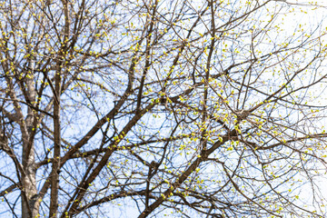 Bare tree branches with budding leaves against a clear blue sky in early spring season