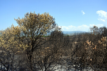 Burnt landscape in Sardinia, Italy, showing the devastating effects of wildfires, with scorched vegetation - a stark reminder of climate change and extreme heat in Europe.