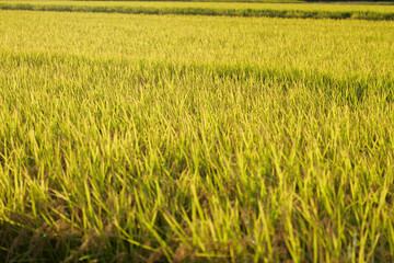 夕陽を浴びて輝く稲穂の海（新潟県上越市）