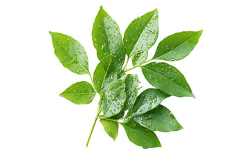 Obraz premium Green leaves water droplets isolated on a transparent background