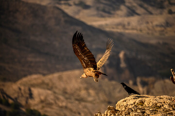 Griffon Vulture or Gyps fulvus in flight.