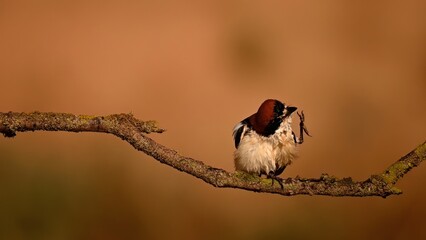 Lanius senator or common shrike, is a species of passerine bird in the shrike family.