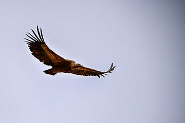 Griffon Vulture or Gyps fulvus in flight.