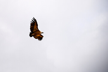 Griffon Vulture or Gyps fulvus in flight.