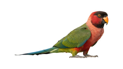 beautiful Hooded parrot isolated on transparent background