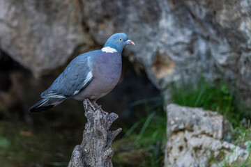Wood Pigeon or Columba palumbus, watching for possible danger.