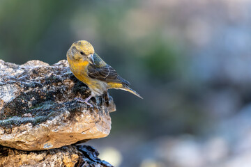 Crossbill or Loxia curvirostra, perched on a rock.