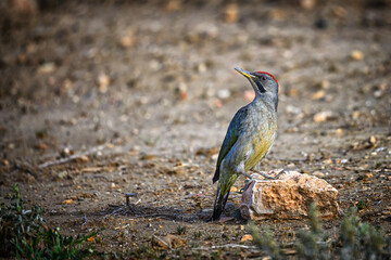 Great Spotted Woodpecker, perched on the ground.