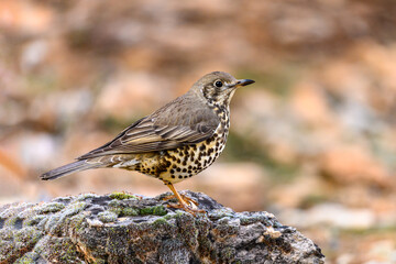 Common Thrush or Turdus viscivorus, perched on a rock.