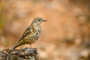 Common Thrush or Turdus viscivorus, perched on a rock.