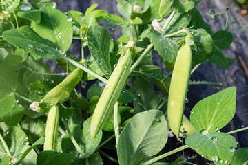 Gousses de petits pois et leurs tiges après arrosage en serre