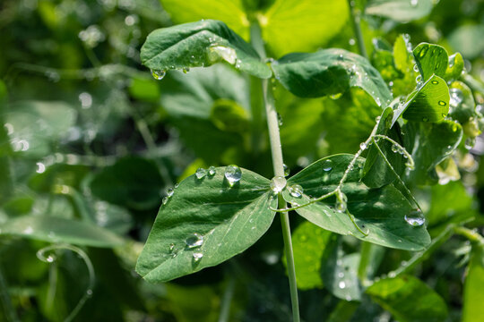 Perles d'eau sur feuilles de petits pois