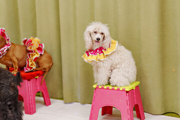 Colorful ruff-wearing poodle sits proudly on a stool