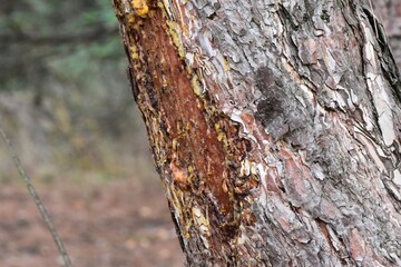 Bark of a pine tree in the autumn forest. Close-up