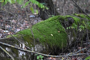 Obraz premium Moss on a tree stump in the forest
