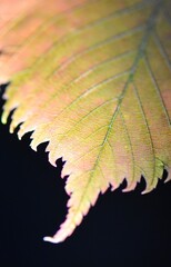 Close up of a bright autumnal leaf on a black background