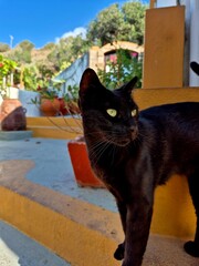 black cat on the wall