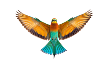Stunning bee-eater bird flying forward with outstretched wings displaying golden, turquoise, and emerald feather patterns, isolated on a transparent background