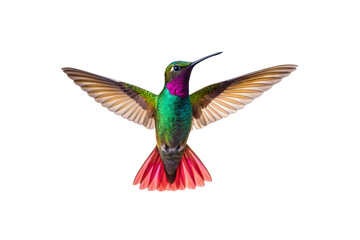 Fototapeta premium Iridescent hummingbird hovering with wings extended showing green, purple throat patch, and coral-red tail feathers, isolated on a transparent background