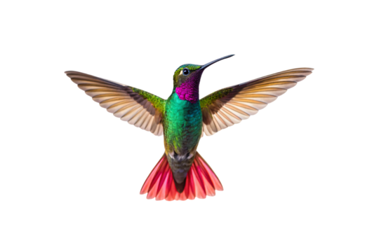 Iridescent hummingbird hovering with wings extended showing green, purple throat patch, and coral-red tail feathers, isolated on a transparent background
