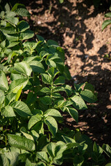 Plant de pommes de terre en pleine terre, vue du dessus