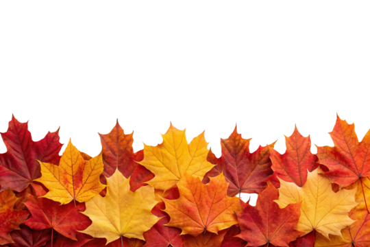 Row of vibrant red, orange, yellow autumn maple leaves at bottom, isolated on a transparent background